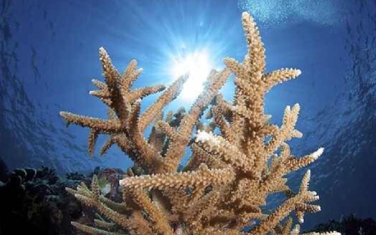 3 Day Advanced Diving Package  For Certified Divers