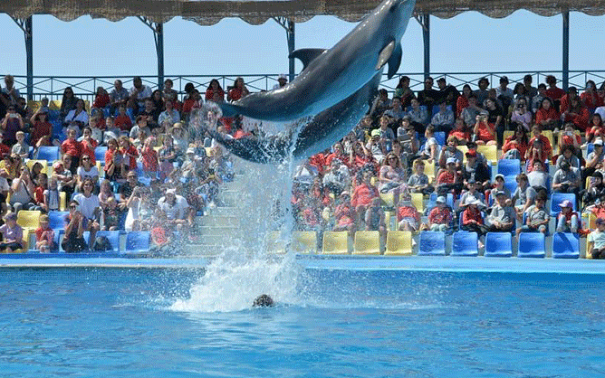 Dolphin Show & Swim with Dolphins – 2 in 1 Experience