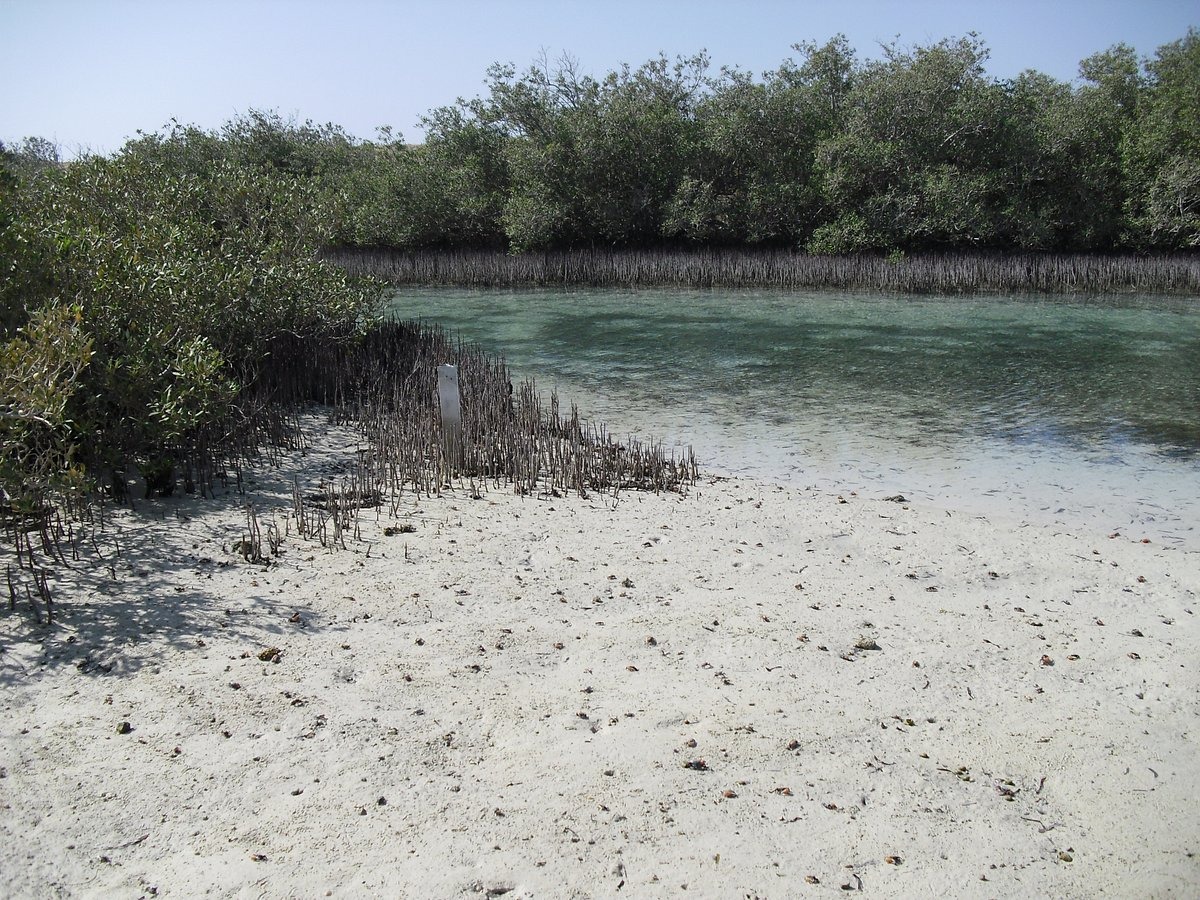 12Ras Mohamed by bus half day