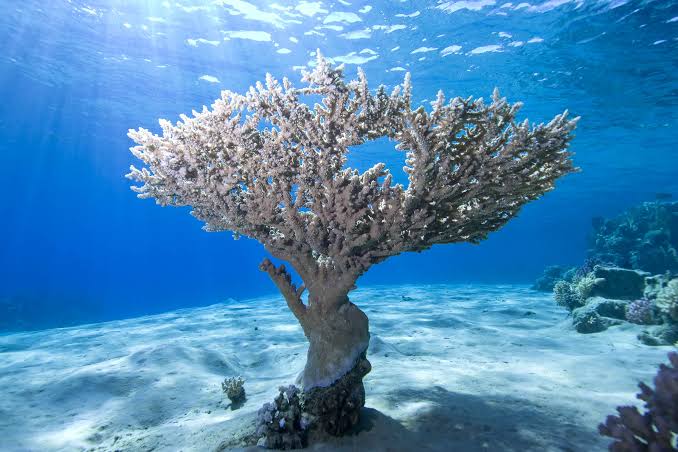 3Ras Mohamed by bus half day