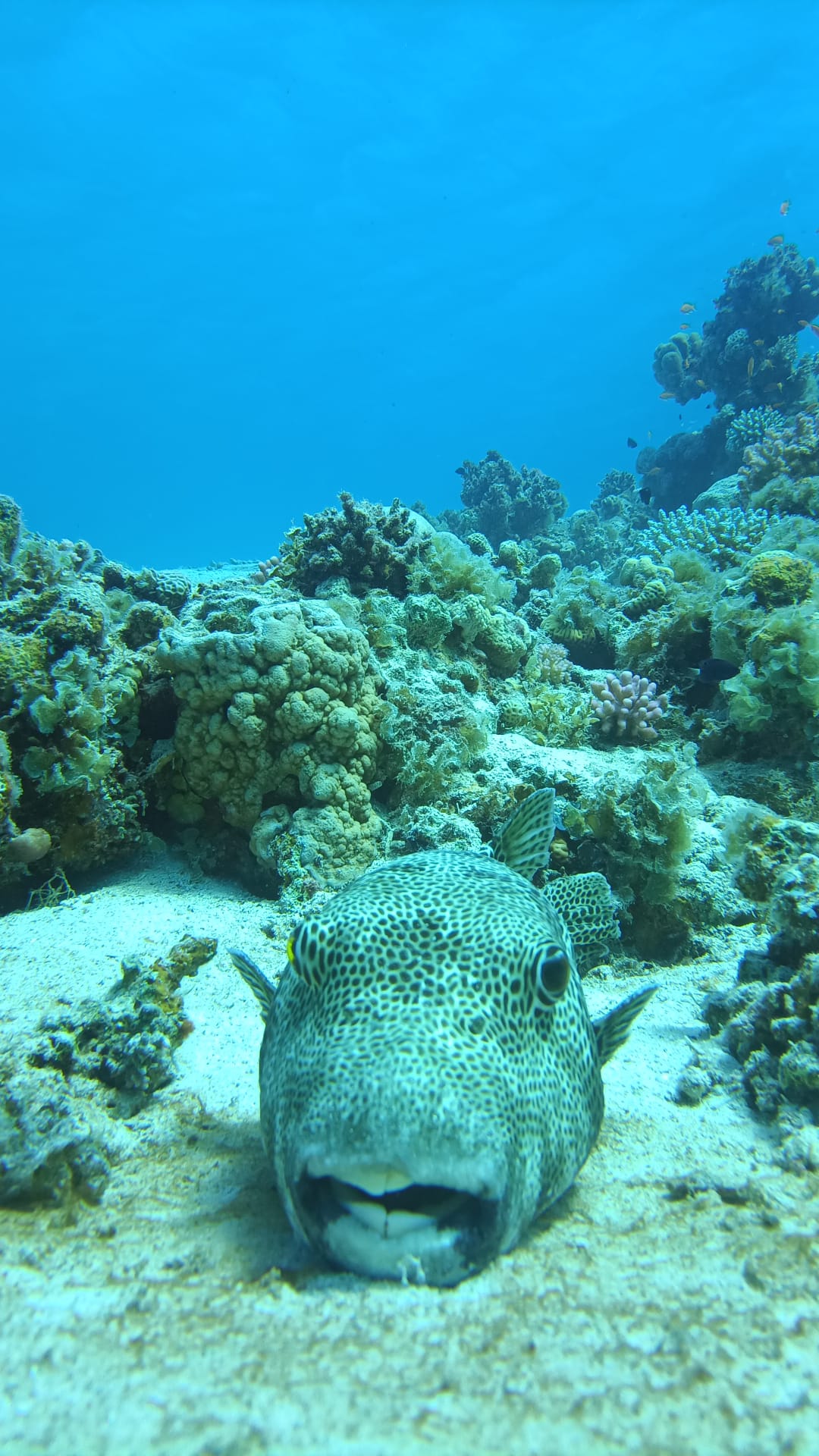 4Diving day in Dahab Canyon and Blue Hole