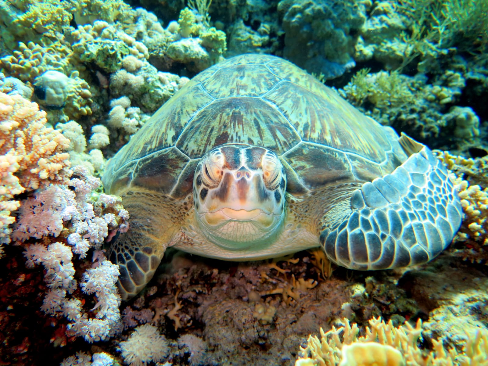 4Open Water Diver Course