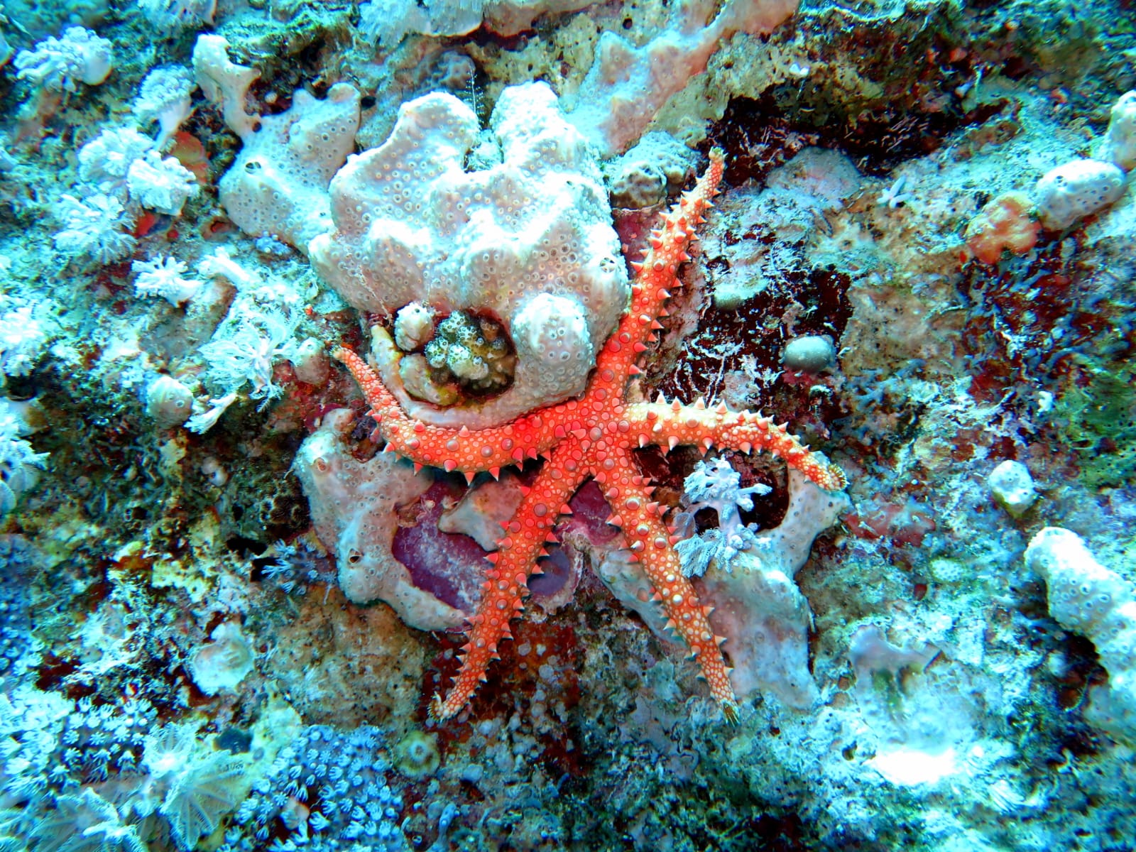 5Open Water Diver Course