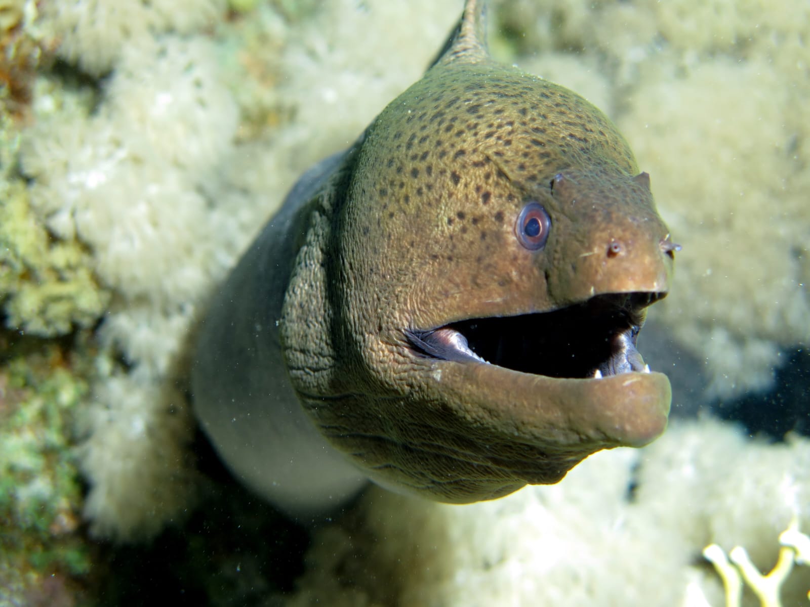 6Advanced Open Water Diver Course