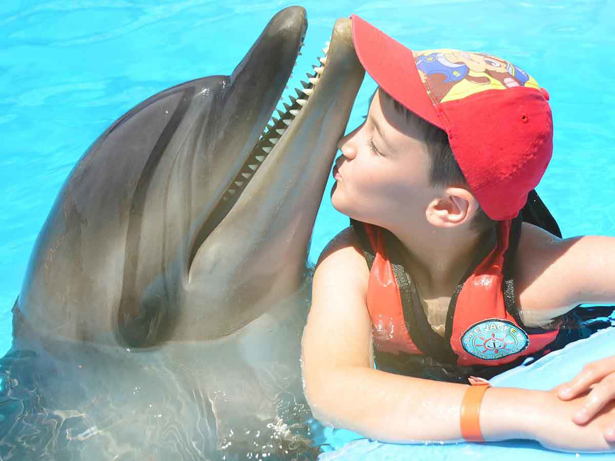 6Dolphin Show & Swim with Dolphins – 2 in 1 Experience