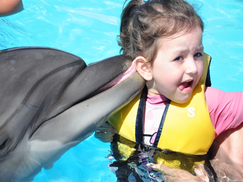 7Dolphin Show & Swim with Dolphins – 2 in 1 Experience