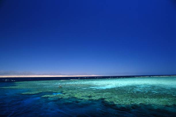 7🌊 Ras Mohammed & White Island Boat Trip-snorkeling-diving-adventure