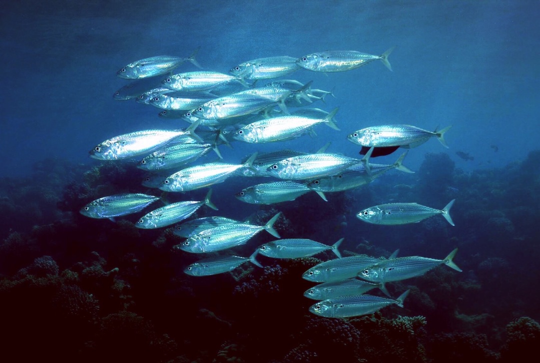 83 Day Advanced Diving Package  For Certified Divers