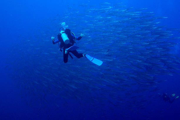 10Tiran Island Boat Trip – Snorkeling & Diving Adventure